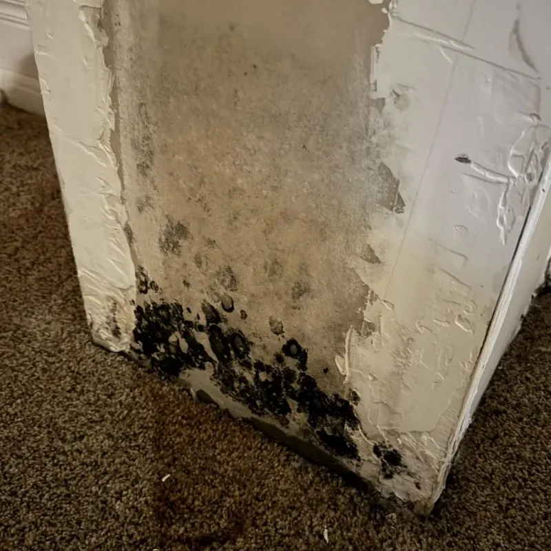Professional Mold Removal in Bernice, LA